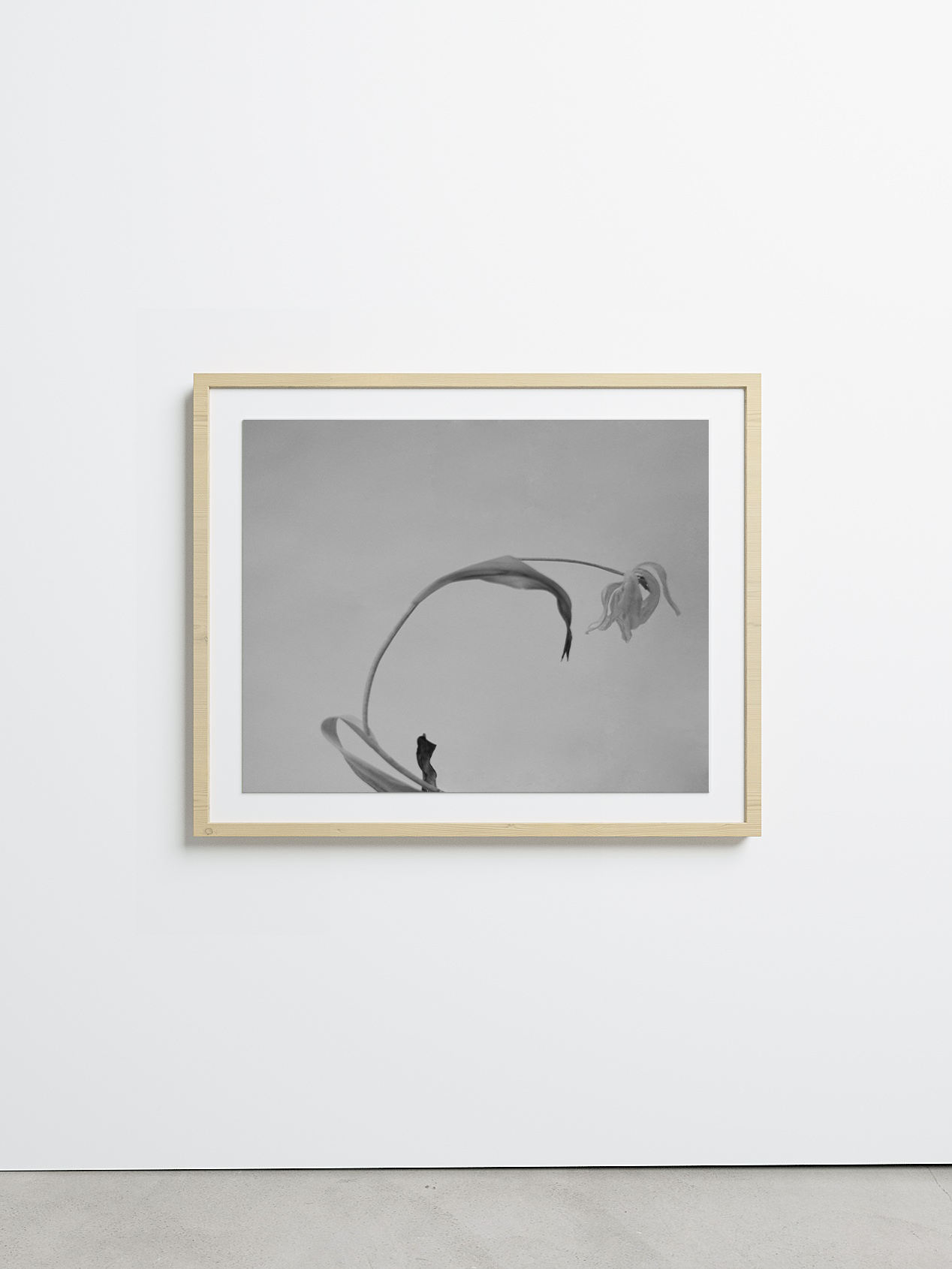 TRNK-Still-X-by-Carolyne-Loree-Teston-151MLP30x24GMN-GalleryMidNatural