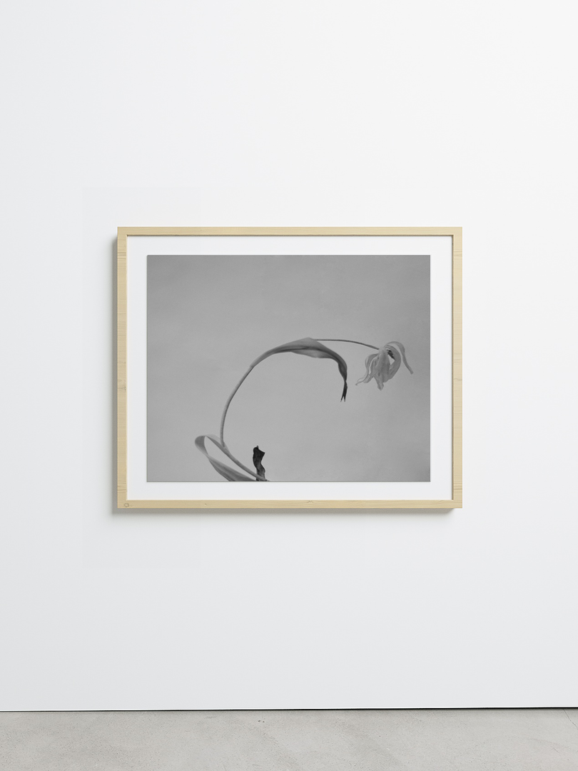 TRNK-Still-X-by-Carolyne-Loree-Teston-151MLP30x24GMN-GalleryMidNatural