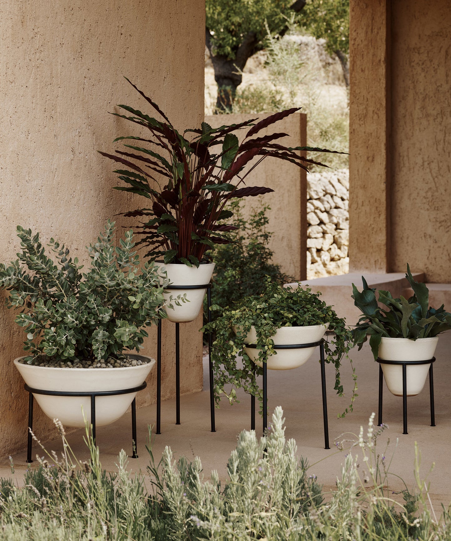 Daiza Planter