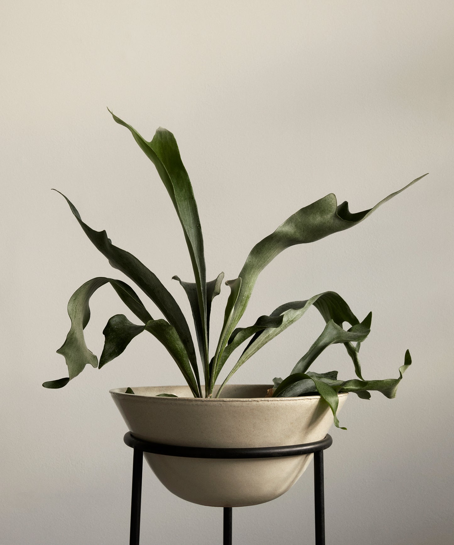 Daiza Planter