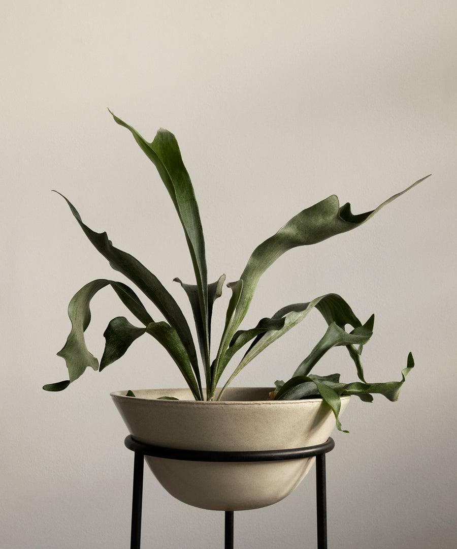 Daiza Planter