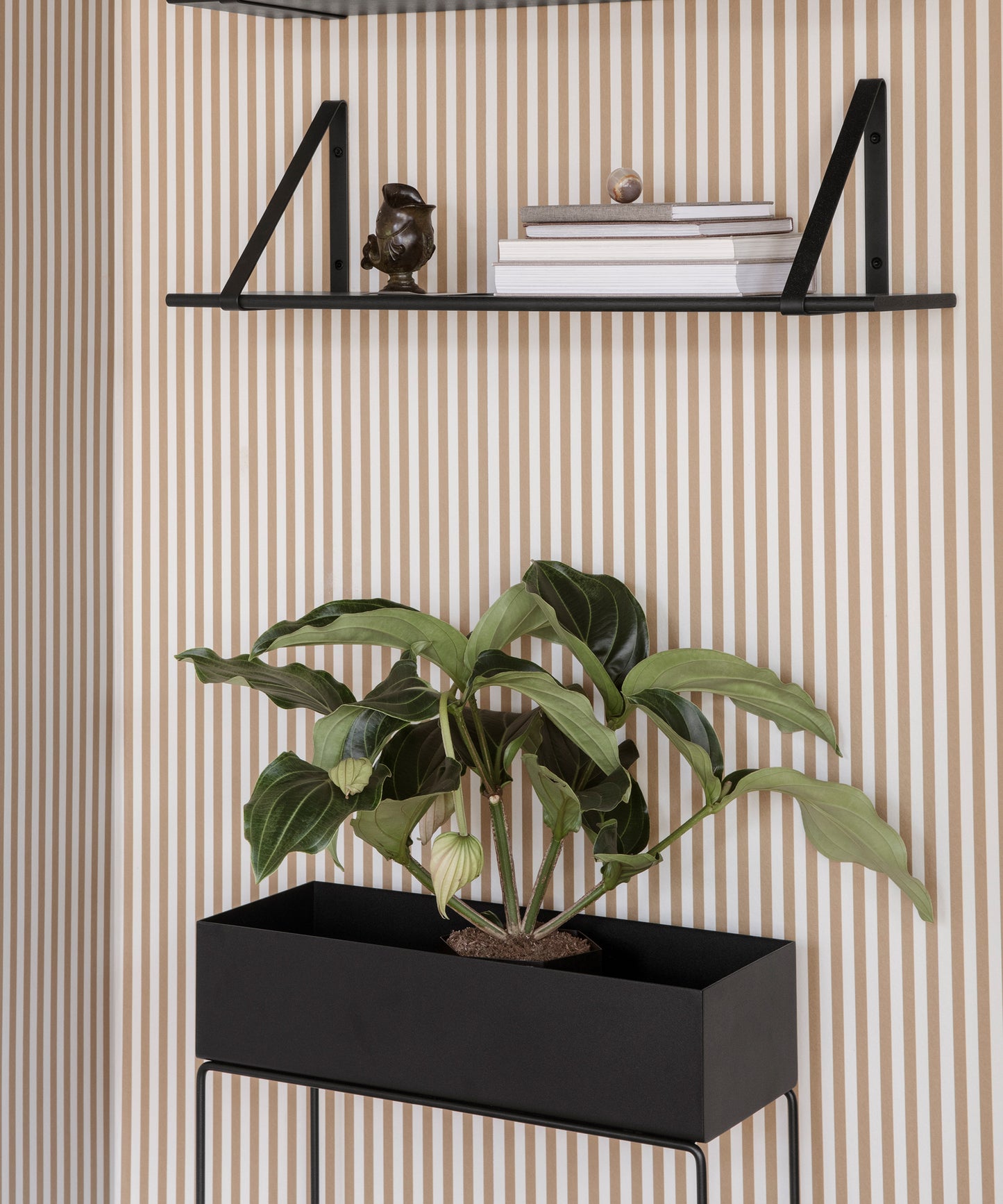 Plant Box
