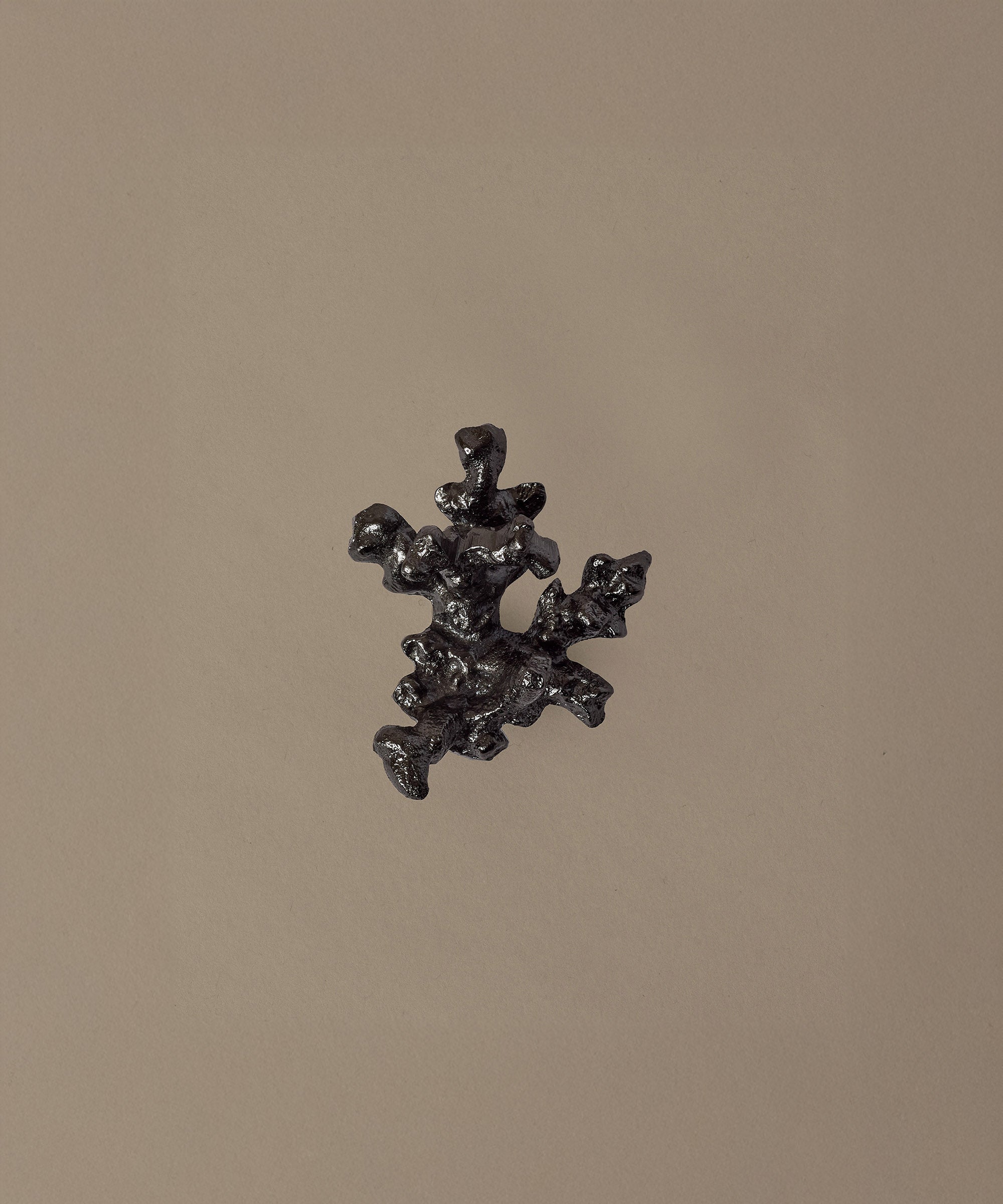 Comber Coral Branch Hook