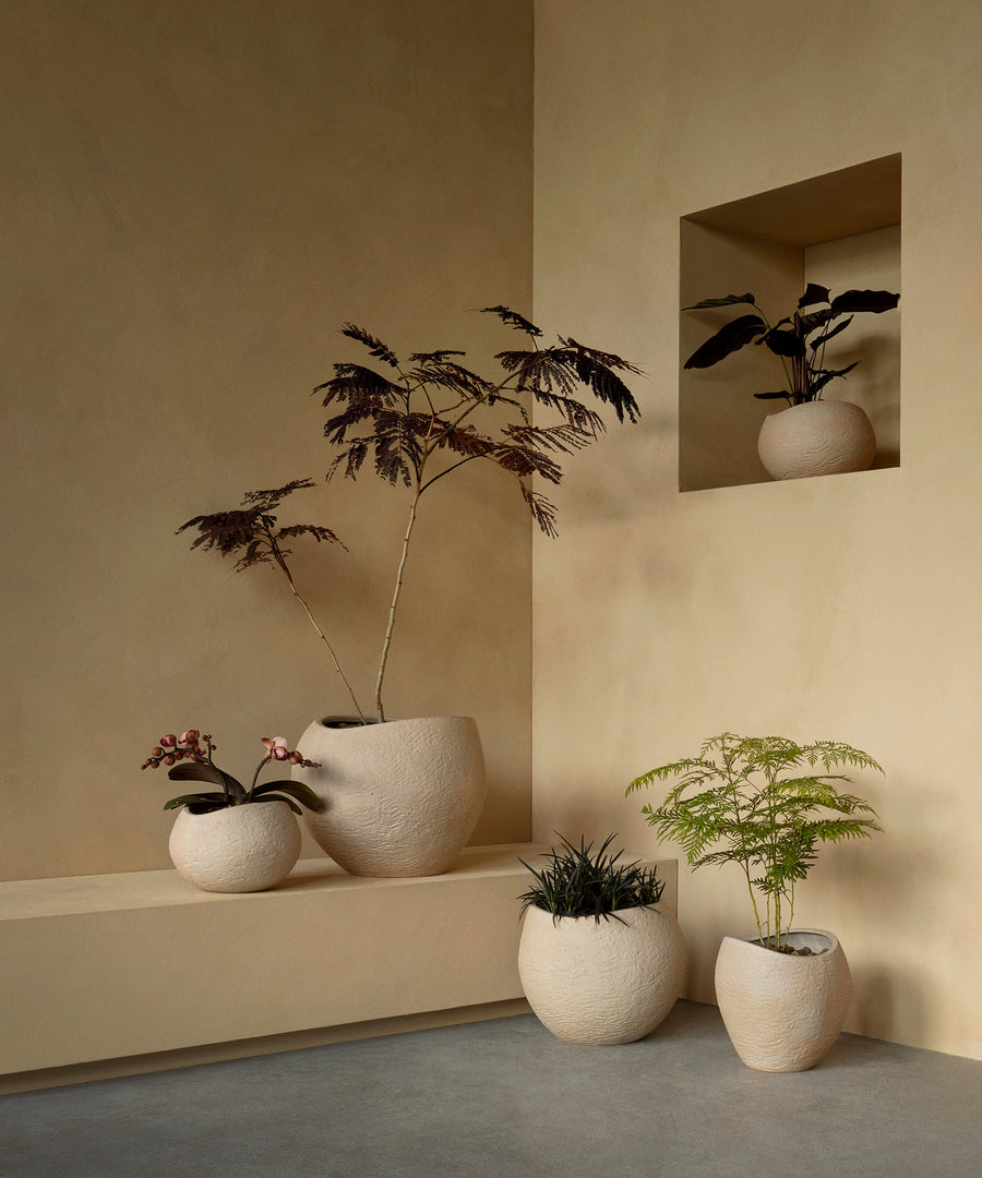 Plantas Planter