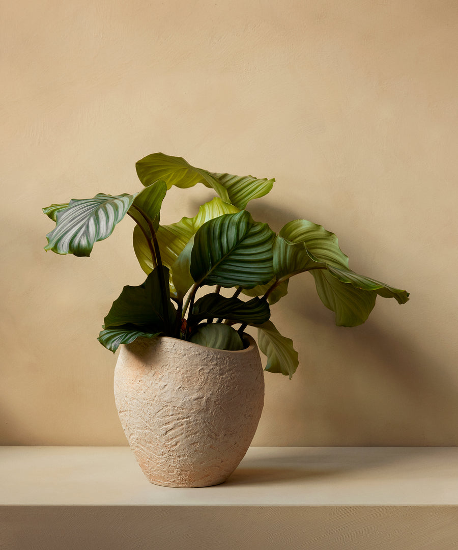 Plantas Planter